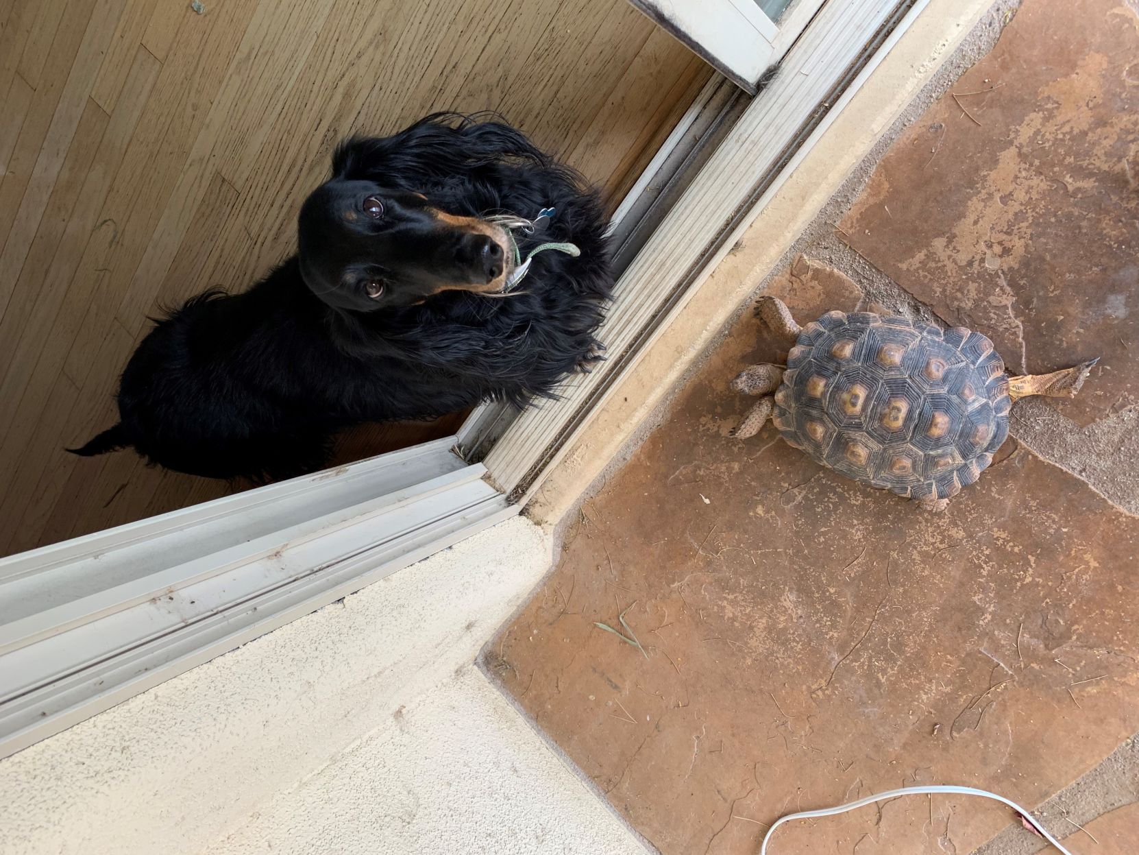 Readers pet photos